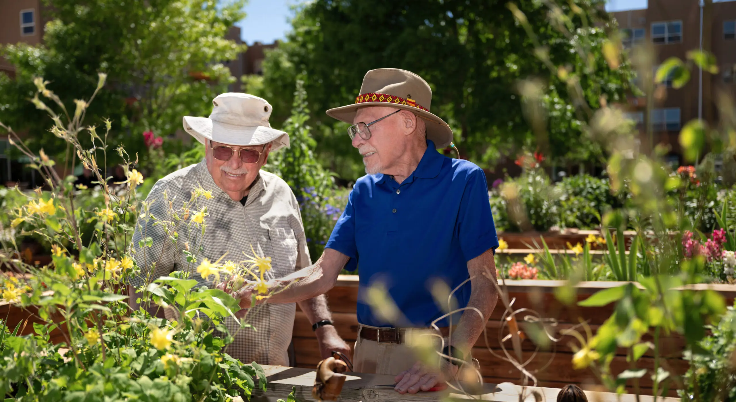 Two senior men wearing sun hats tending plants in raised garden beds in a sunny outdoor courtyard.