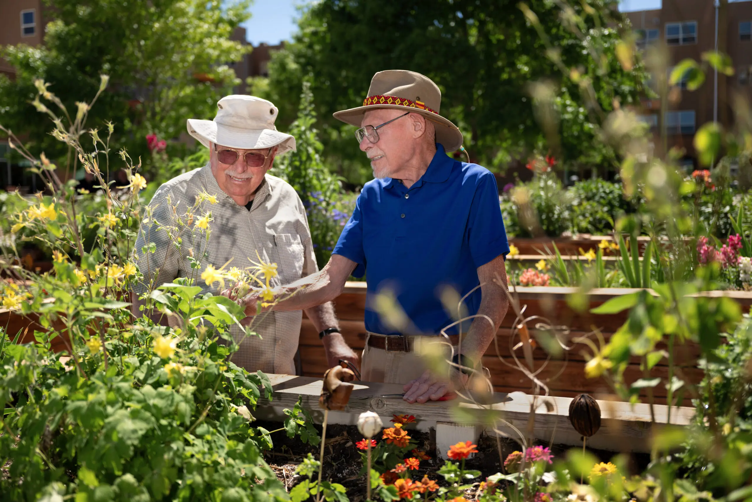 Two senior men wearing sun hats tending plants in raised garden beds in a sunny outdoor courtyard.